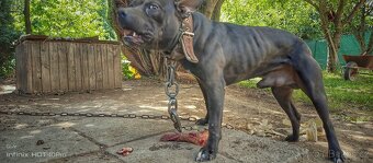 Americký pitbullteriér - 4