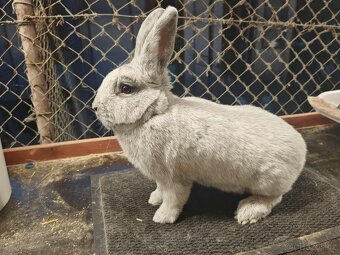 velký světlý stříbřitý ( Vss) - 4