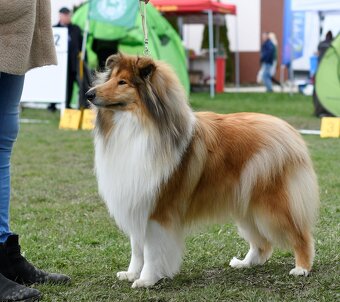 KOLIE DLOUHOSRSTA ZLATA Pes - 4