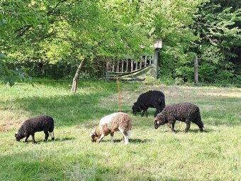 Původní Valaška - 4