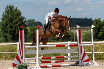 Chovná klisna s vynikajícím původem a sportovní výkonností - 4