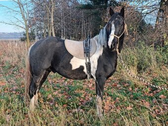 Hřebec Barock pinto - 4