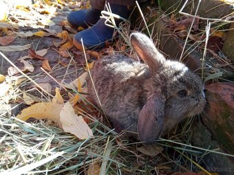 Zakrslý králík - 4