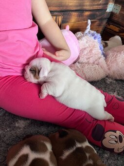 Anglický buldok s PP - 4