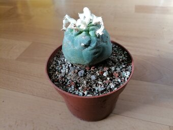 Kaktus Lophophora Diffusa - lofofora - ježunka - 4