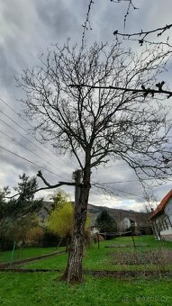 Ořech strom za odvoz - 4