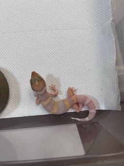 Samička gekončíka nočního - 4