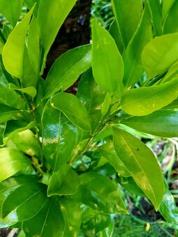 Mandarinka, citrusy, Satsuma Okitsu - 4