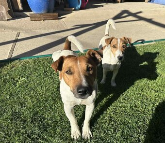 Jack Russell - 4