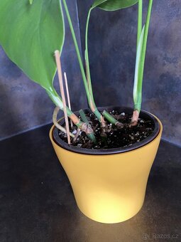 Monstera deliciosa - 4