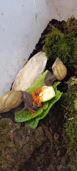 Afričtí šneci - 4