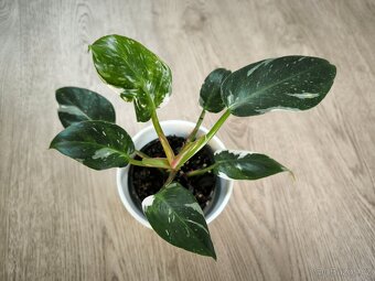 Philodendron White princess - 4