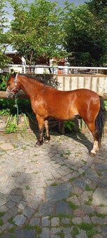 Velšský horský pony -welsh mountaine pony - 4