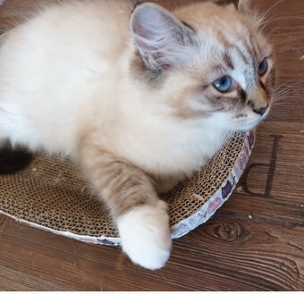 Kocourek seal mitted lynx ragdoll s PP - 4