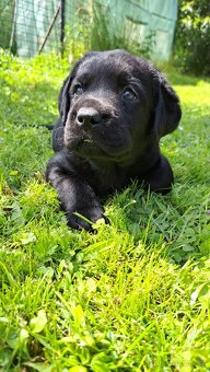 Labradorský retrívr s PP - 4