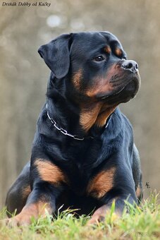 rotvajler - štěňata - 4