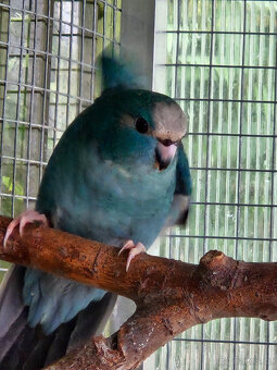 PRODÁM KAKARIKI RUDOČELÉ-MODRÁ STRAKA - 4