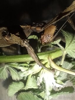 Strasilka australska - 4