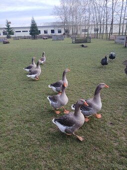 Prodám husy - Landéská - 4