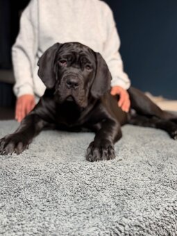Cane Corso štěně 3,5 měsíce - 4