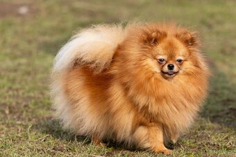 Pomeranian s PP - 4