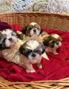 Štěňata Shih - Tzu - 4