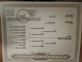 Quarter horse valach - 4