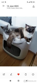 Nabidka krytí ragdoll seal mitted bez PP - 4