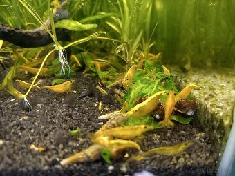 krevetky neocaridina - 4