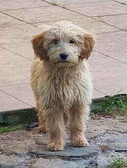 Goldendoodle F1 fenka - 4