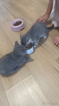 Koťata Britské a Skotská klapouchá - 4