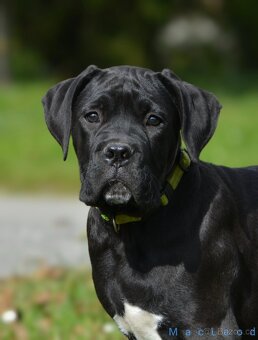 Cane Corso s PP (FCI) - 4