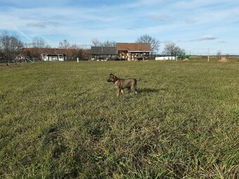 štěně - fenka - 4