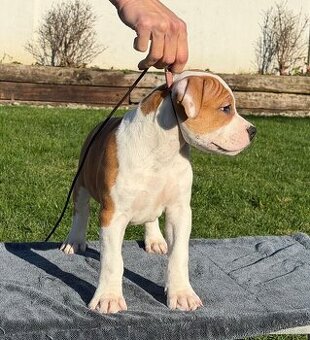 Psík Atrey 🐶 Americký Stafordšírsky teriér s PP 🐾 🩵 - 4