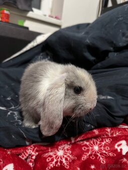 Minilop holčička - 4