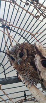 Výreček indický a jihoamerický - 4