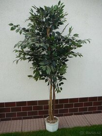 Prodám Ficus Benjamina - 4