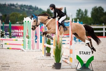 Sportovní pony klisna - 4