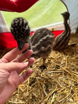 Emu hnědy - 4