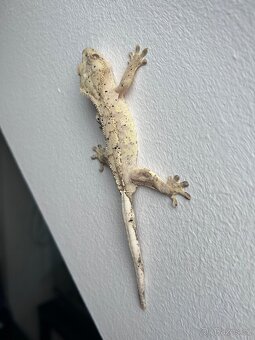 Mláďata pakegonů řasnatých - 4