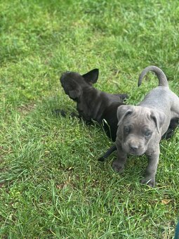Cane corso bez pp - 4