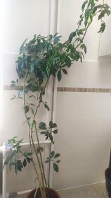 Filodendron - monstera. Pokojová květina. - 4