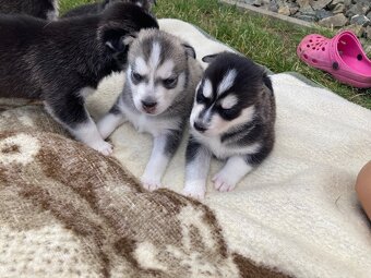Sibiřský husky štěně - 4