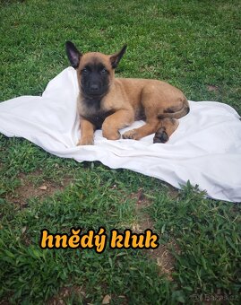 Belgický ovčák Malinois s PP Achilles - 4