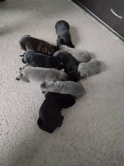 Cane Corso - 4