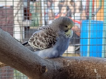 Prodám andulky z venkovní voliery - 4