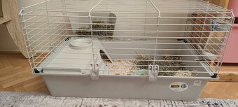 Morčátko + klec s vybavenim - 4