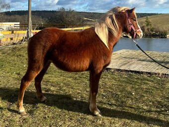 Líbivá roční pony klisna - 4