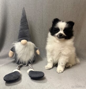 Německý špic s PP STRAKOŠ - 4