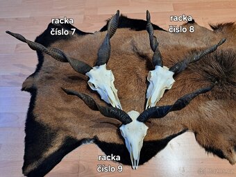 Trofeje, ovca capova - 4